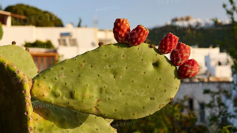 Large cactus with red fruits in the foreground, Mediterranean buildings in the background, Livadi Kalogiron, Patmos, Dodecanese, Greek Islands, Greece