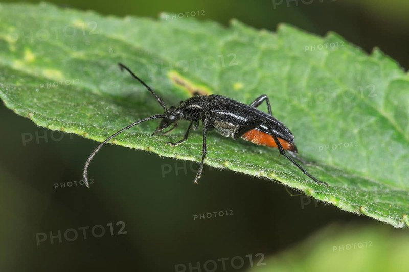 Strangalia nigra (Strangalla nigra) with long antennae on a leaf at the edge, Baden-Württemberg, Germany