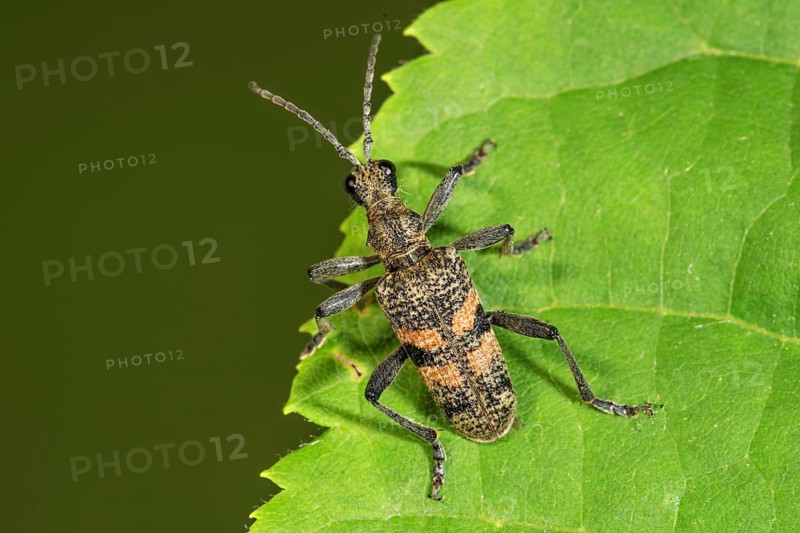 Shot pincer buck (Rhagium inquisitor) sitting on the edge of a green leaf, Baden-Württemberg, Germany