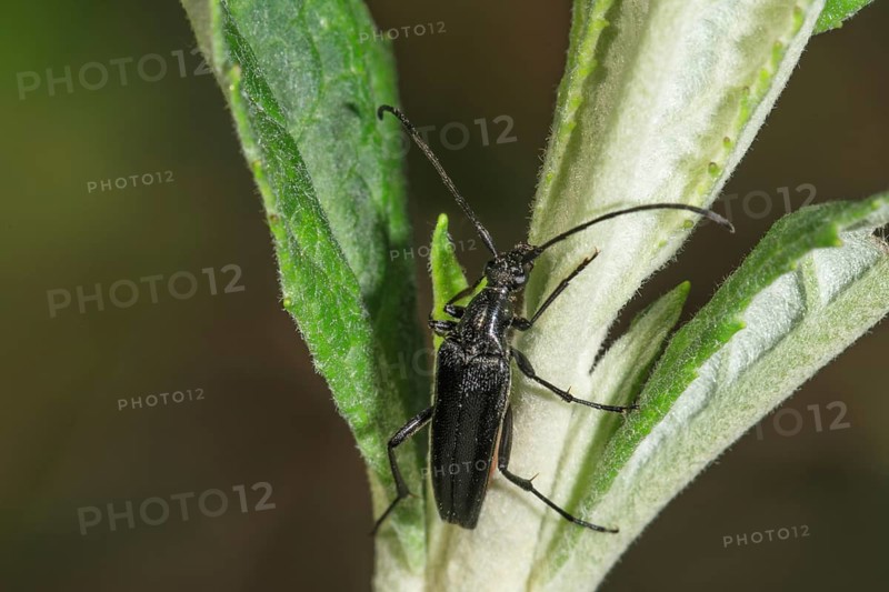 Strangalia nigra (Strangalla nigra) crawling on a plant shoot, Baden-Württemberg, Germany