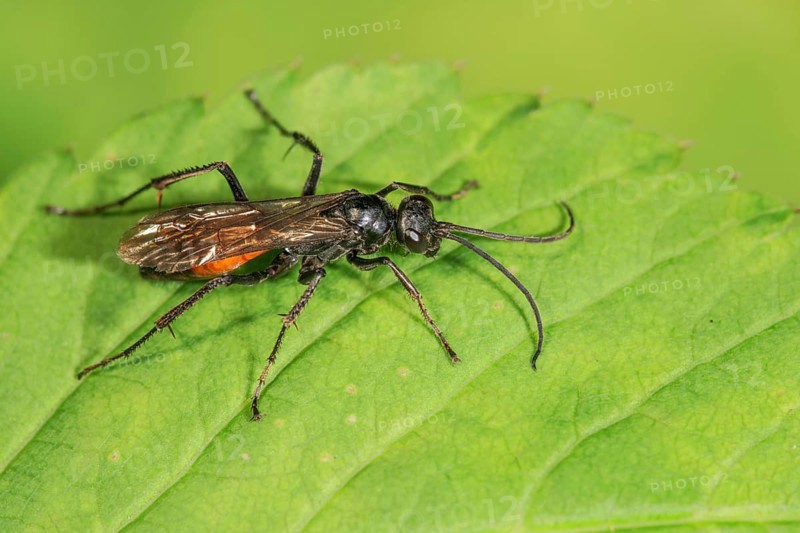 Wasp (Anoplius infuscatus) resting on a green leaf, detailed insect image, Baden-Württemberg, Germany