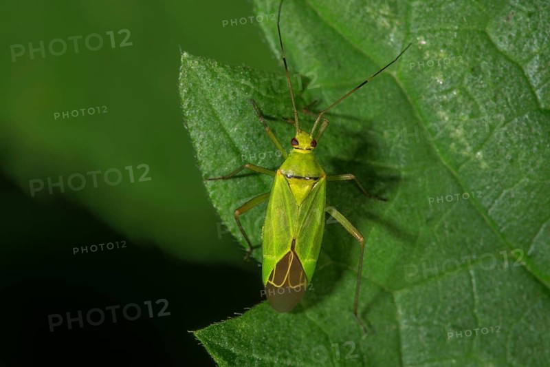 Soft bug (Calocoris affinis) on a leaf in close-up, natural environment, Baden-Württemberg, Germany