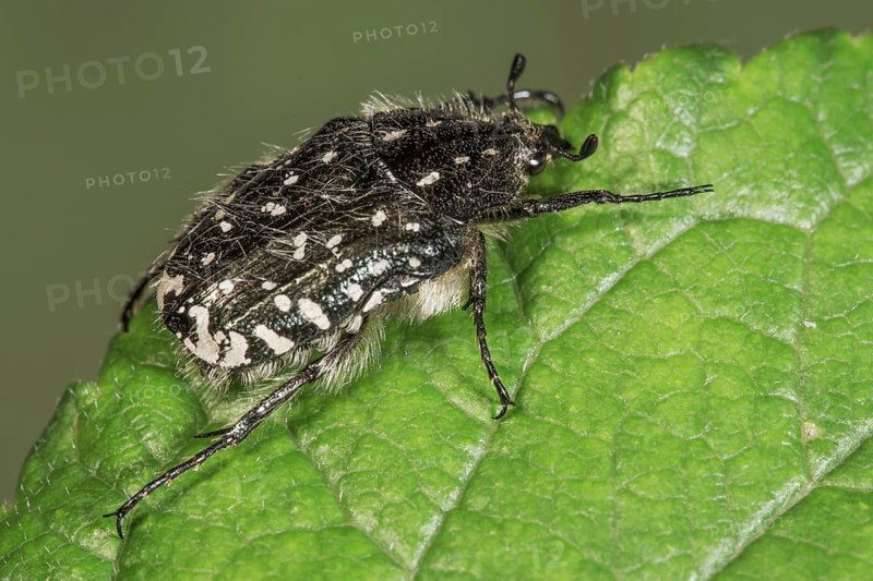 Weeping rose chafer (Oxythyrea funesta) resting on a rough leaf, Baden-Württemberg, Germany