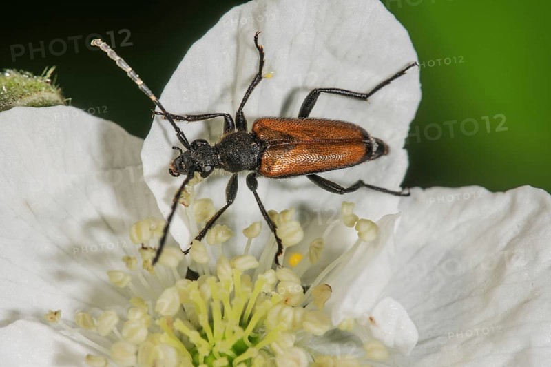 Common narrow-winged tick, male (Strangalia melanura) on a flower of creeping rose (Rosa arvensis) in macro photograph, Baden-Württemberg, Germany