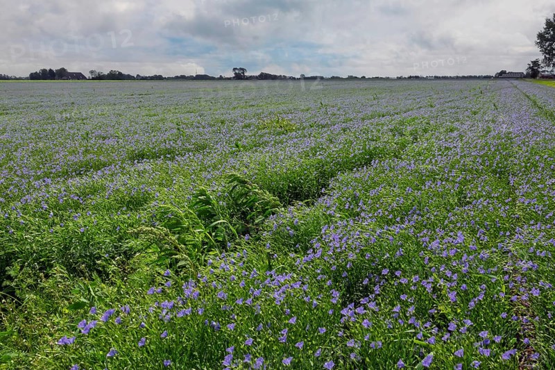 Flax field, blue flax, seed flax, common flax, flax (Linum usitatissimum), Province of Groningen, Netherlands
