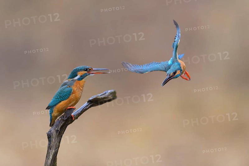 Kingfisher (Alcedo atthis), mating breeding pair, Lechauen, Bavaria, Germany