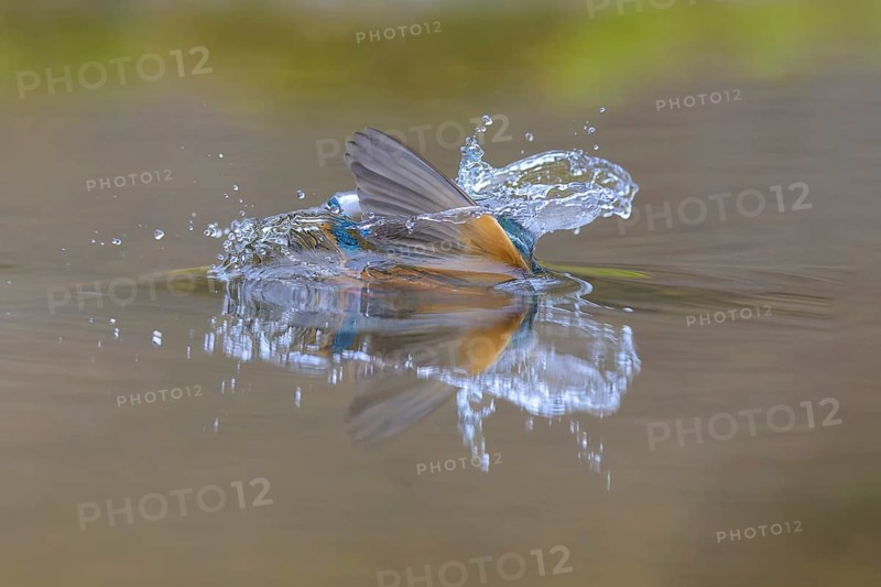 Kingfisher (Alcedo atthis), diving into the water, Lechauen, Bavaria