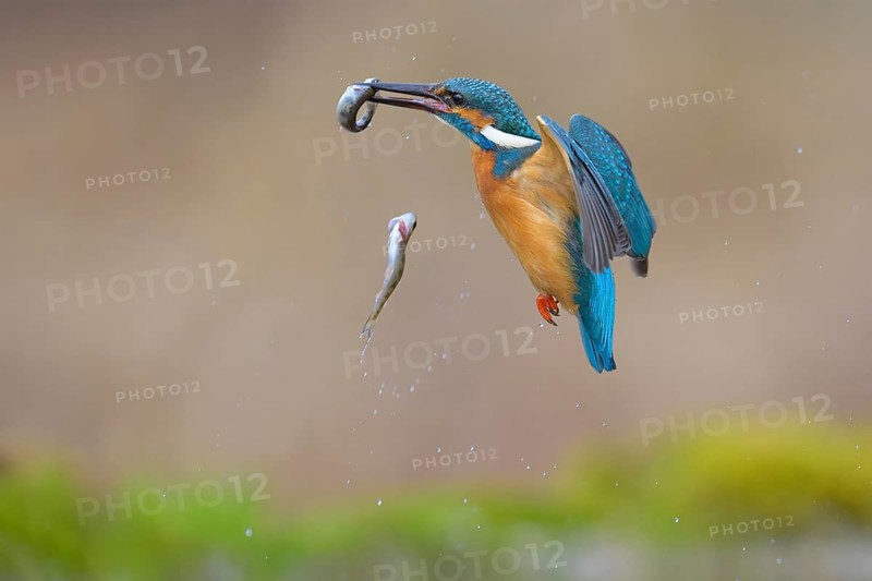 Kingfisher (Alcedo atthis), loses one of two fish caught, Lechauen, Bavaria, Germany