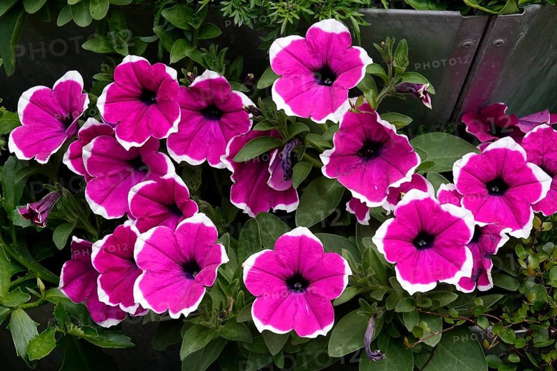 Petunias, Spring, Germany
