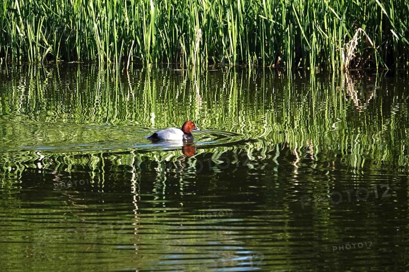 Pochard on a lake, spring, Germany