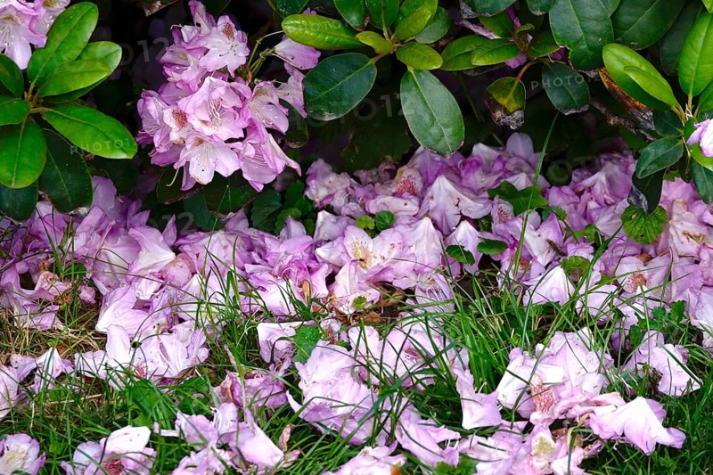 Rhododendron in bloom, end of May, Germany