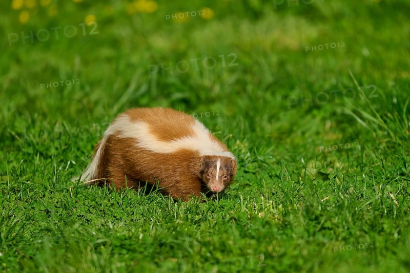 Skunk (Mephitis mephitis), on a green meadow with characteristic fur pattern, France