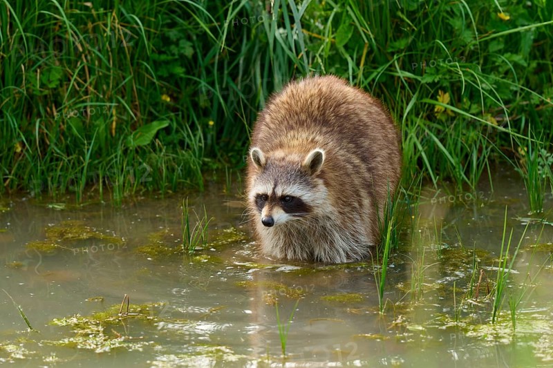 A raccoon (Procyon lotor), standing in shallow water surrounded by green vegetation, France