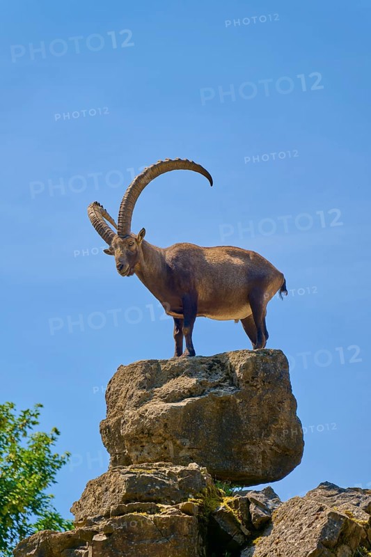 An ibex (Capra ibex), standing steadfast on a high rock under a blue sky, Germany