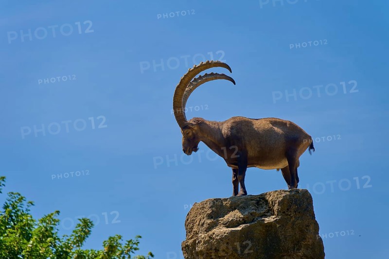 An ibex (Capra ibex), standing majestically on a rock in front of a blue sky, Germany