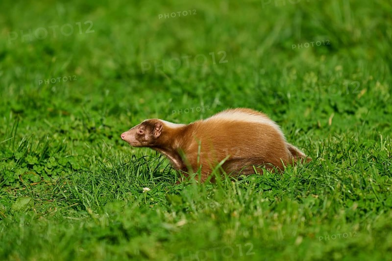 A skunk (Mephitis mephitis), moving through a green meadow, France