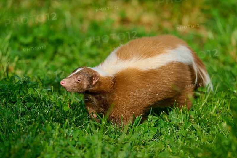 A brown skunk (Mephitis mephitis) with white stripes runs across a green meadow, France
