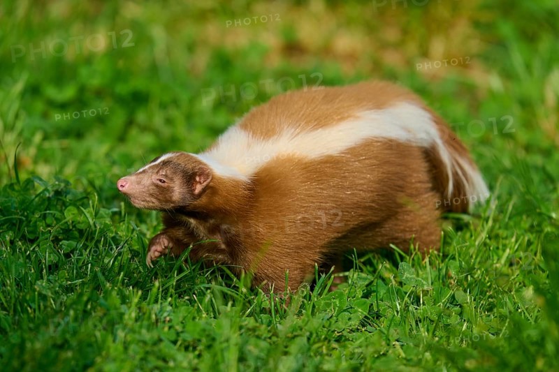 A skunk (Mephitis mephitis), with a striking fur pattern, moves through grassy terrain, France