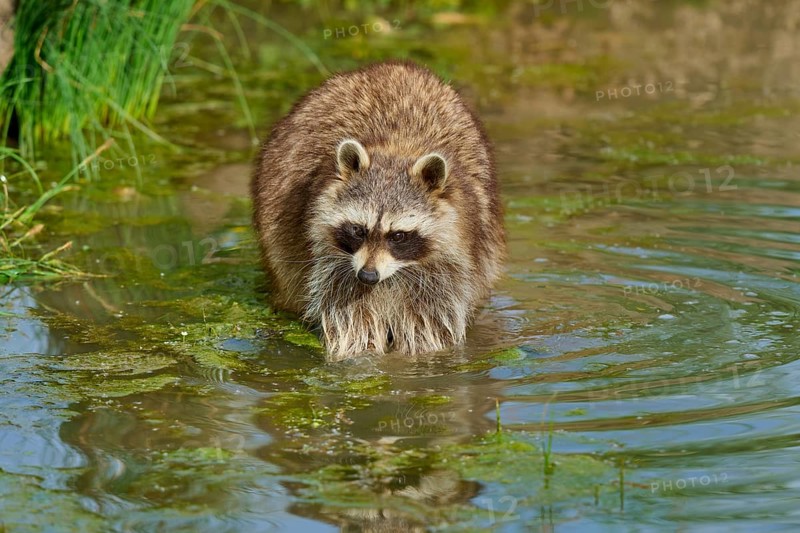 A raccoon (Procyon lotor), standing calmly in the water with surrounding plants, France