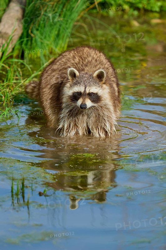 A raccoon (Procyon lotor), in the water, surrounded by plants, France