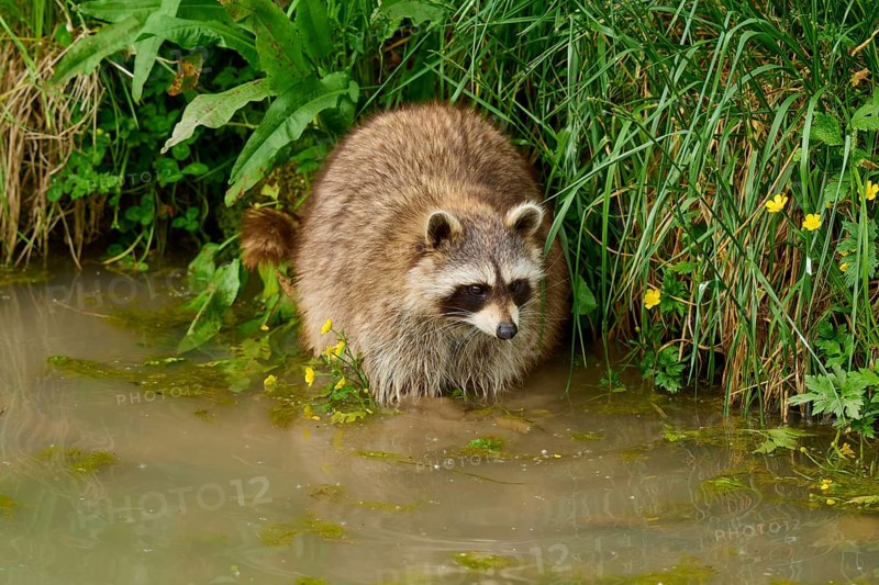 A raccoon (Procyon lotor), on the bank of a body of water, surrounded by plants, France