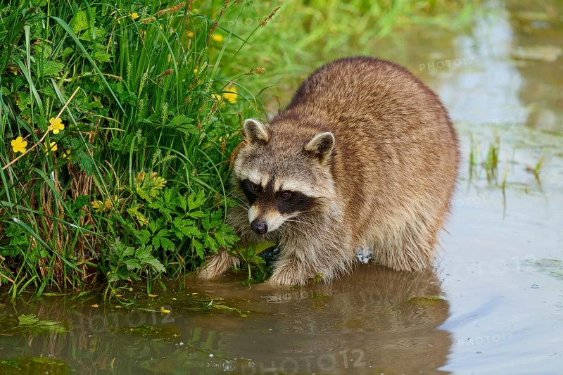 Raccoon (Procyon lotor), in the water near green plants with yellow flowers, France