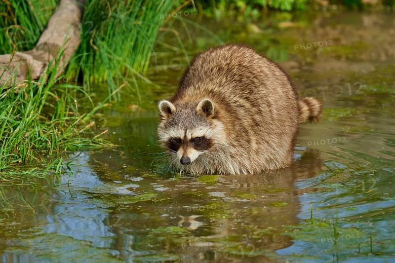 A raccoon (Procyon lotor), standing in shallow water surrounded by grasses, France