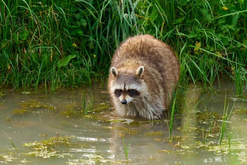 A raccoon (Procyon lotor), standing in the water near an overgrown bank, France