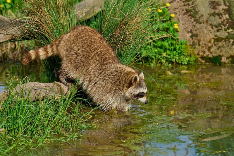 A raccoon (Procyon lotor), jumping into the water, surrounded by grasses and stones, France