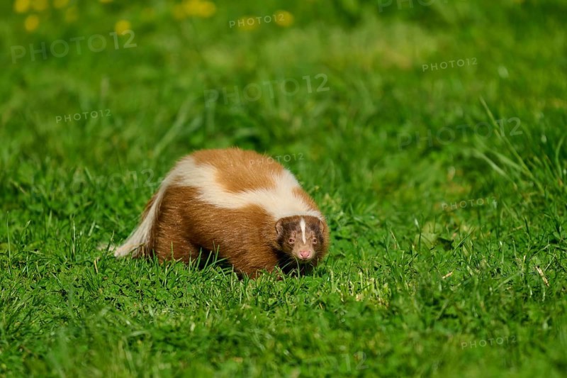 A skunk (Mephitis mephitis), with a white stripe stands on a green meadow, France