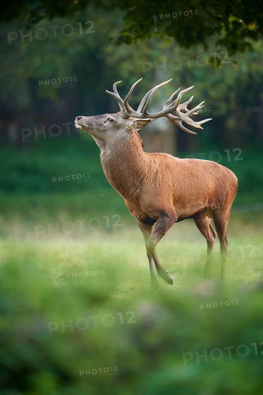 A proud red deer (Cervus elaphus) with impressive antlers stands in a green clearing, Germany