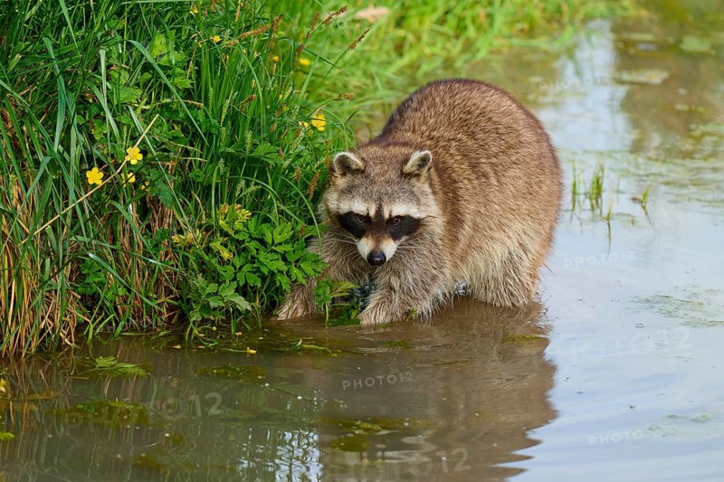 A raccoon (Procyon lotor), standing by the water between plants with yellow flowers, France