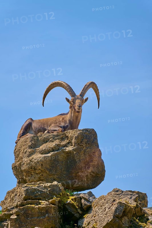 An ibex (Capra ibex) lying on a rock, looking serenely under a blue sky, Germany