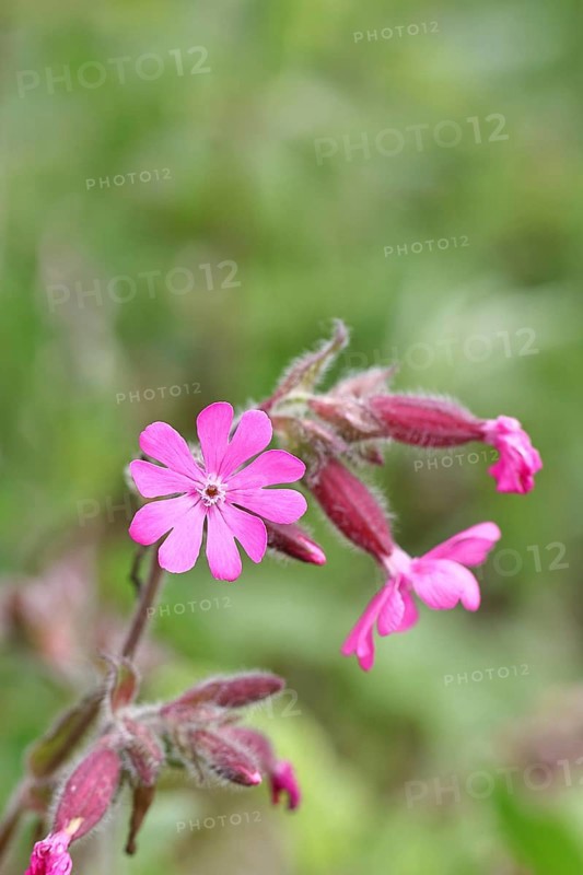 Red campion (Silene dioica), close-up of a flower in a meadow, Wilnsdorf, North Rhine-Westphalia, Germany