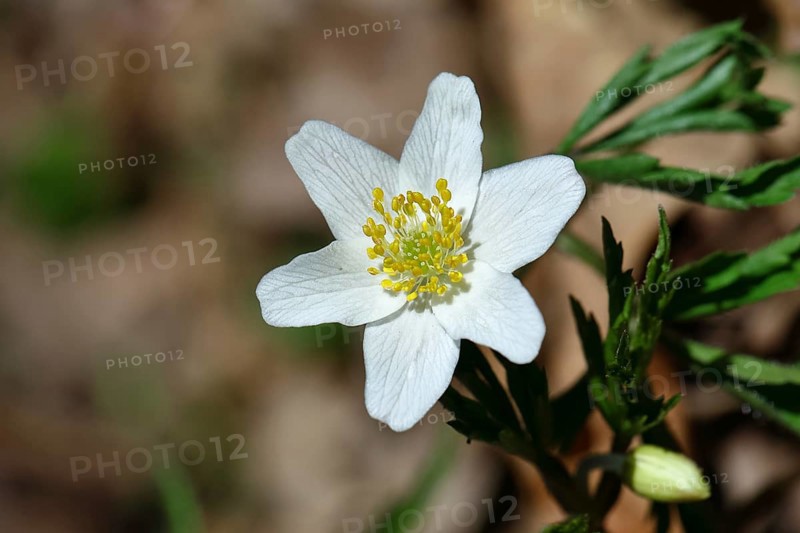 Wood anemone (Anemone nemorosa), flower, Wilnsdorf, North Rhine-Westphalia, Germany