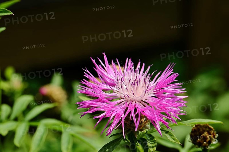 Meadow knapweed or common knapweed (Centaurea jacea), flower, Wilnsdorf, North Rhine-Westphalia, Germany