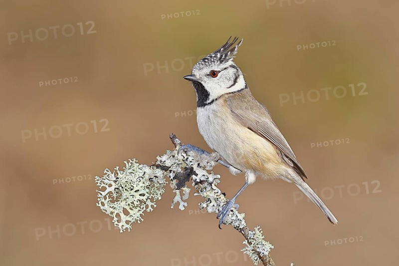 Crested Tit (Lophophanes scalloped ribbonfish), on a branch overgrown with lichen, Wilnsdorf, North Rhine-Westphalia, Germany