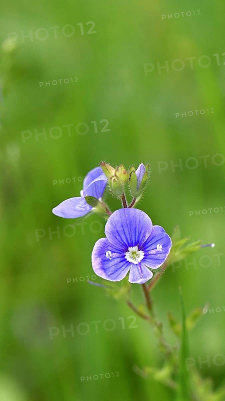 Flower of Gamander speedwell (Veronica chamaedrys), in a deciduous forest, blue blossom, spring, Wilnsdorf, North Rhine-Westphalia, Germany