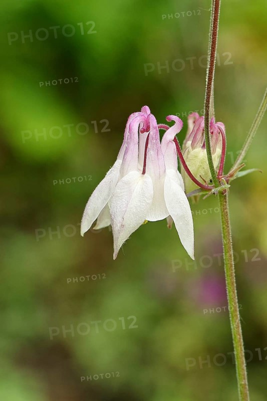 Columbine (Aquilegia vulgaris), white flower at the edge of a forest, Wilnsdorf, North Rhine-Westphalia, Germany