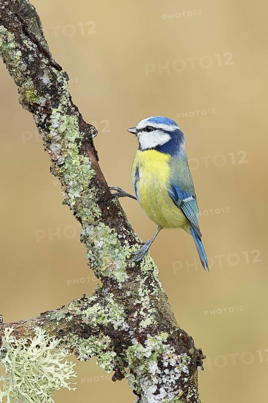 Blue tit (Parus caeruleus), sitting on a branch overgrown with lichen, Wilnsdorf, North Rhine-Westphalia, Germany