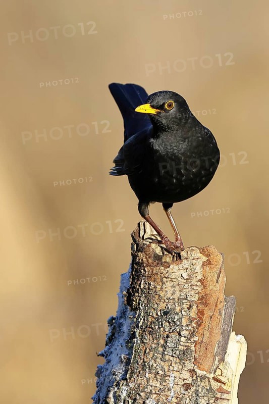 Blackbird (Turdus merula), male, sitting on an old tree stump in the forest, Wilnsdorf, North Rhine-Westphalia, Germany