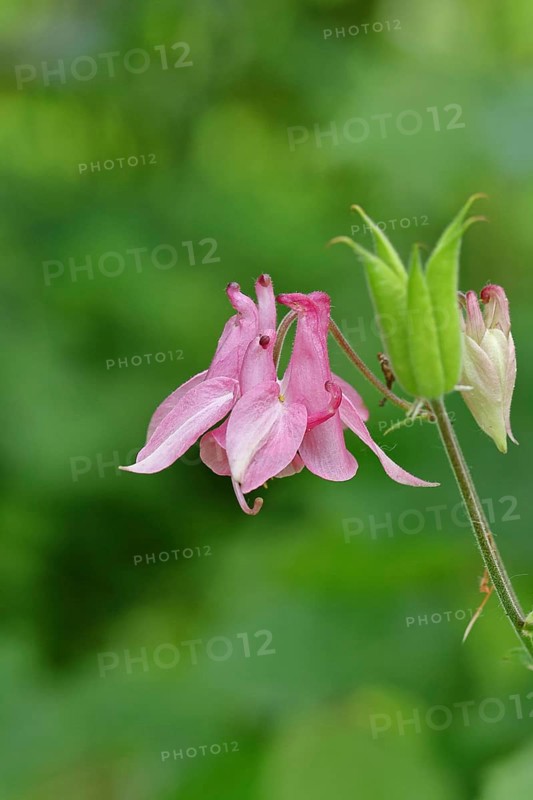 Columbine (Aquilegia vulgaris), pink flower at the edge of a forest, Wilnsdorf, North Rhine-Westphalia, Germany