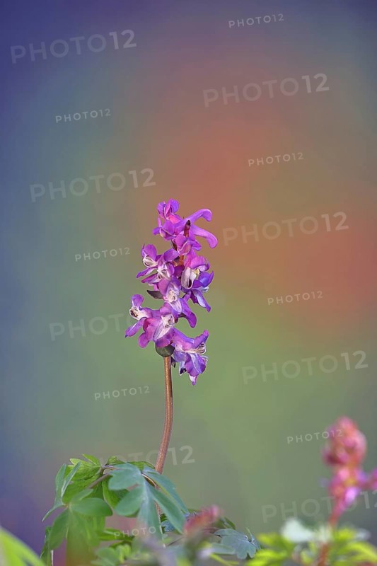 Hollow larkspur (Corydalis cava), inflorescence in a beech forest, Wilnsdorf, North Rhine-Westphalia, Germany