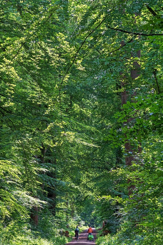 Cyclist, forest path, Klecken, Rosengarten, Lower Saxony, Germany