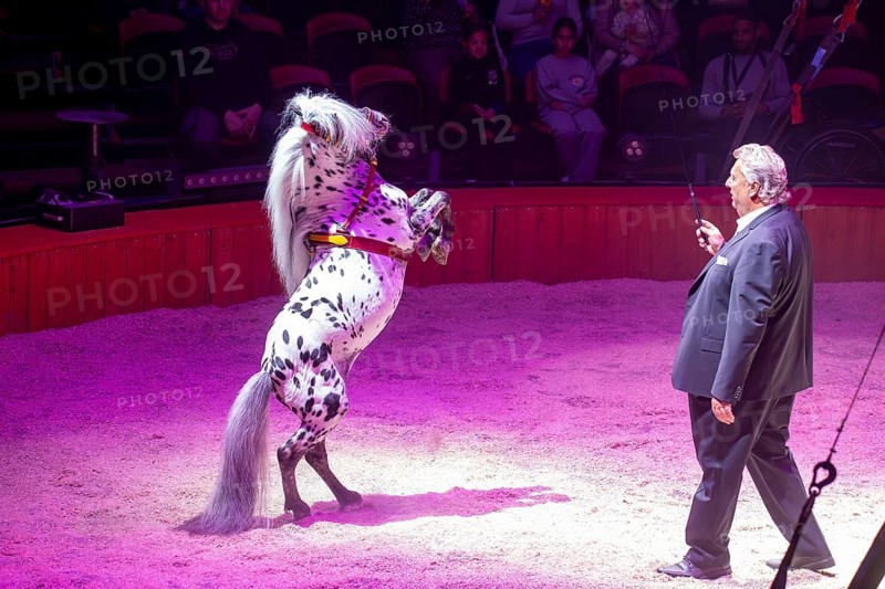 Performance of the Circus Barelli in Mannheim***Picture: Harry Barelli