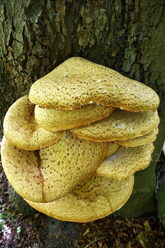 Tree fungus dryad's saddle, dryad's saddle (Cerioporus squamosus), on an old tree trunk
