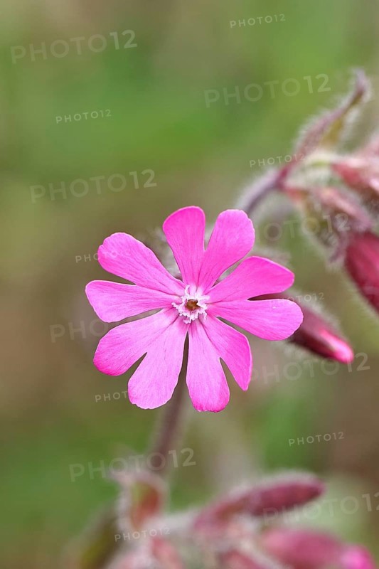 Red campion (Silene dioica), close-up of a flower in a meadow, Wilnsdorf, North Rhine-Westphalia, Germany