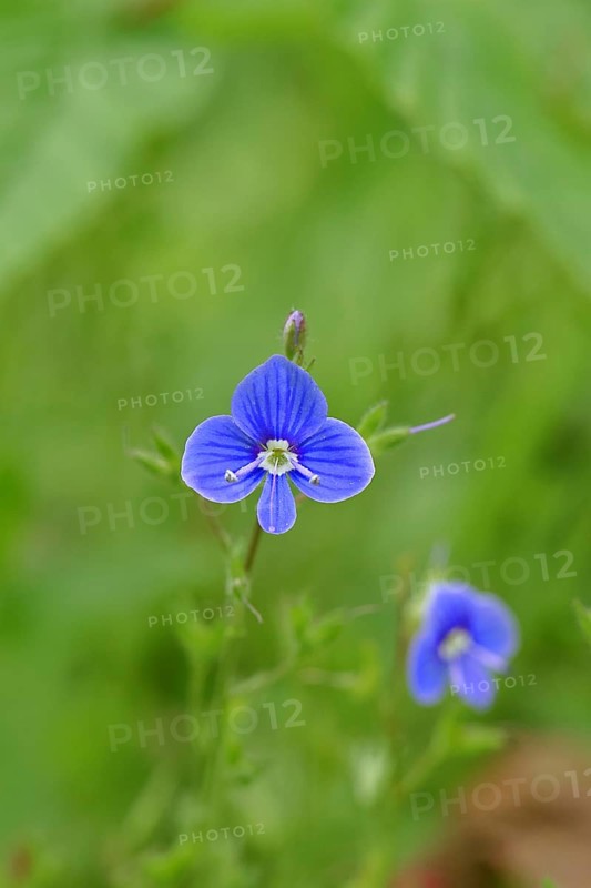Flower of Gamander speedwell (Veronica chamaedrys), in a deciduous forest, blue blossom, spring, Wilnsdorf, North Rhine-Westphalia, Germany