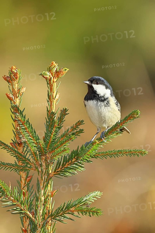 Fir tit (Parus ater), sitting on the top of a young spruce, European spruce (Picea abies), Wilnsdorf, North Rhine-Westphalia, Germany