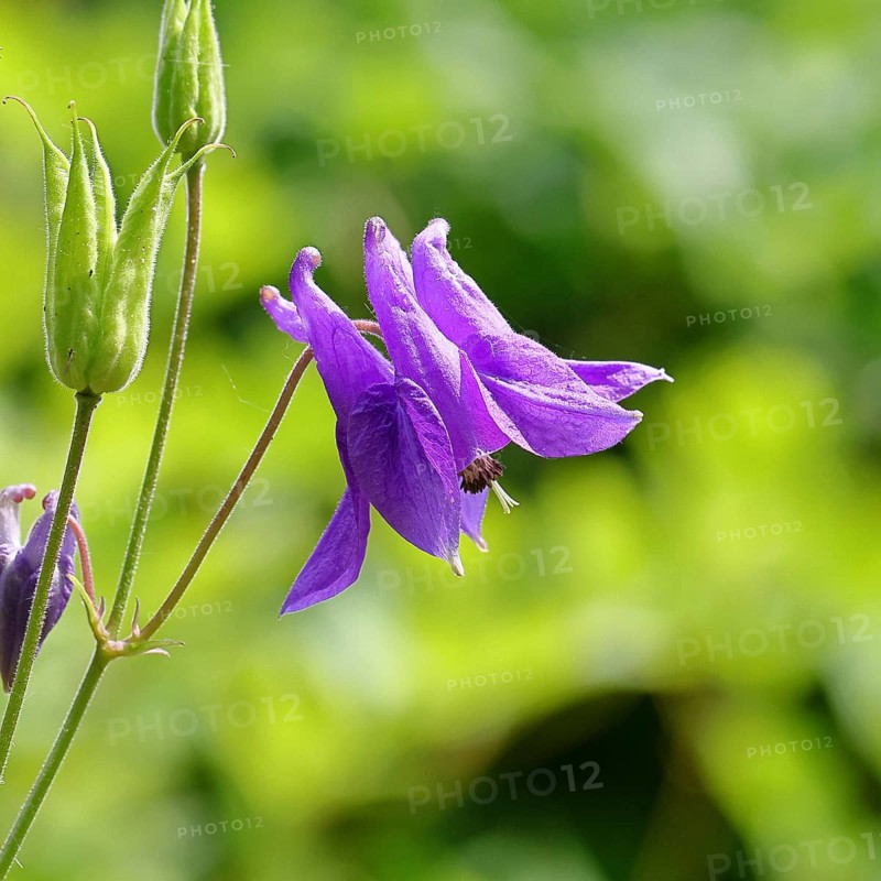 Columbine (Aquilegia vulgaris), blue flower at the edge of a forest, Wilnsdorf, North Rhine-Westphalia, Germany